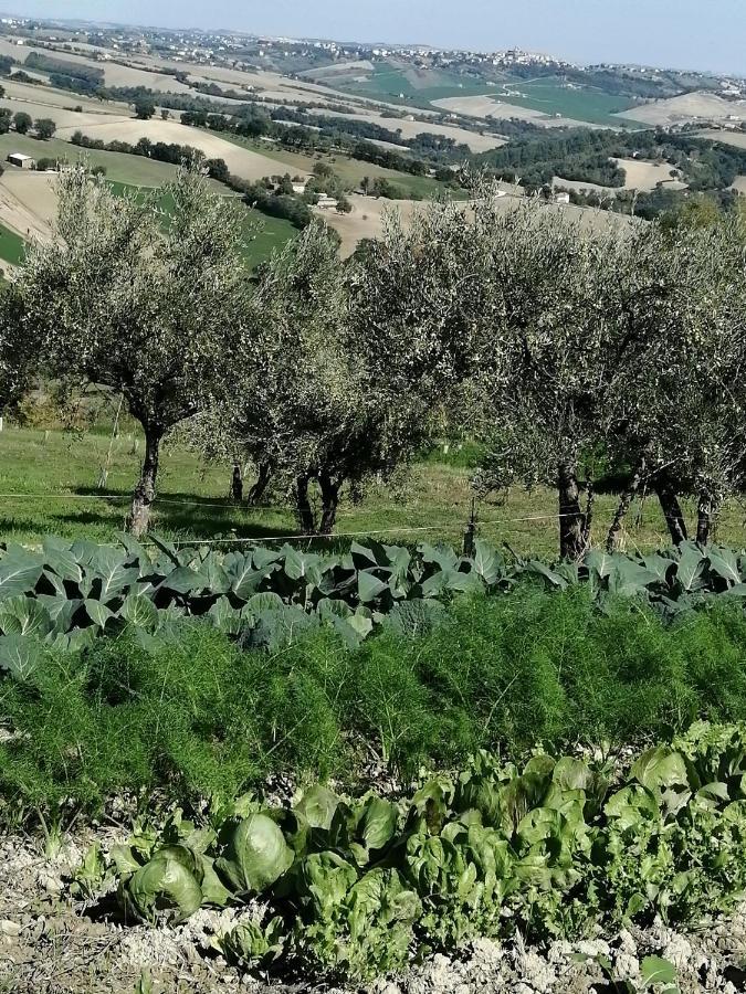 Casale San Martino Agriturismo Bio Sant'Angelo in Pontano 외부 사진